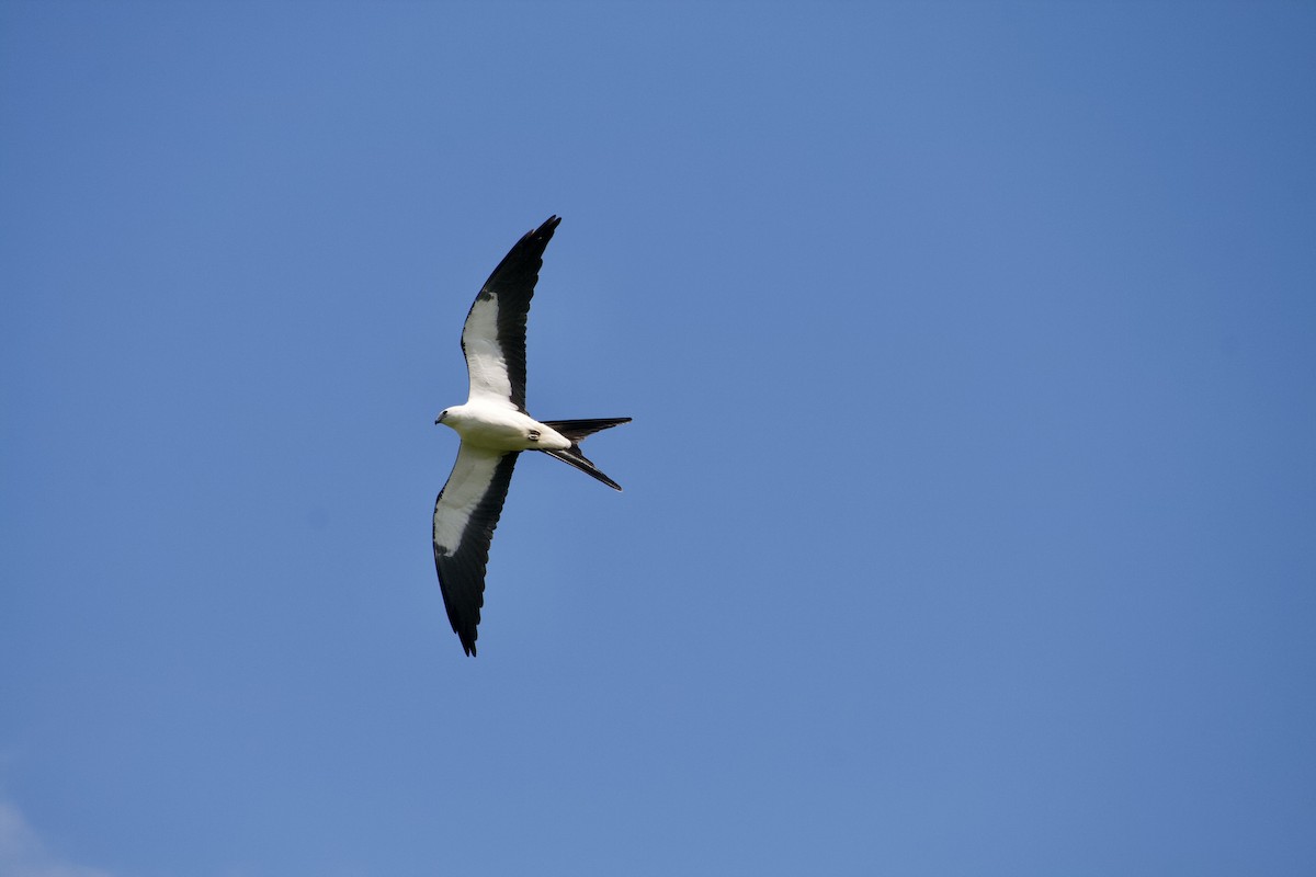 Swallow-tailed Kite - ML252849891