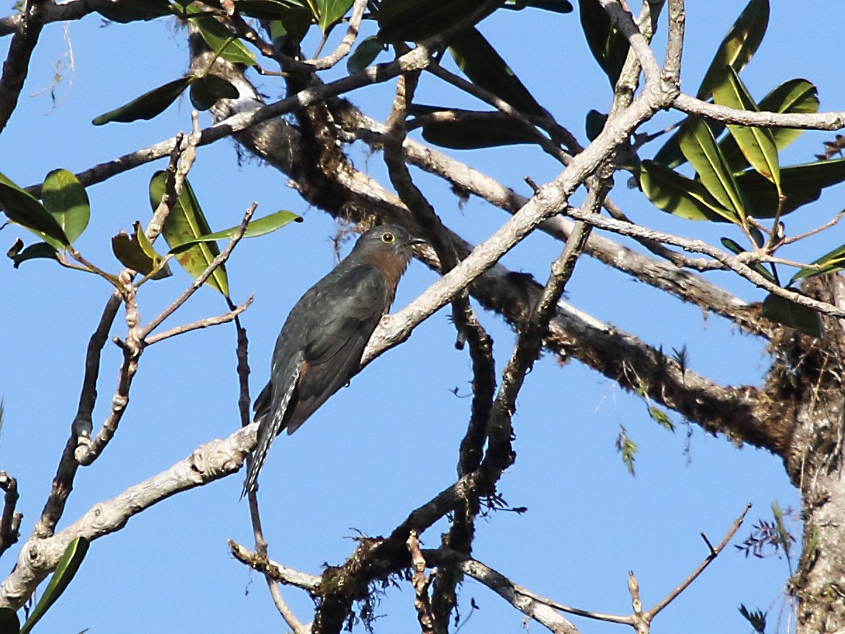Fan-tailed Cuckoo - Myles McNally