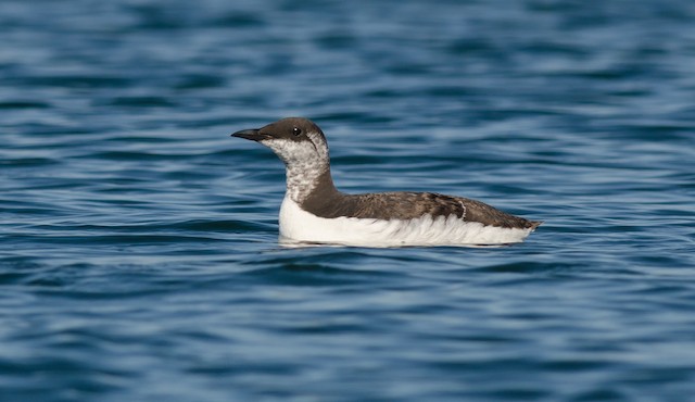 Common Murre in First Alternate Plumage - Common Murre - 
