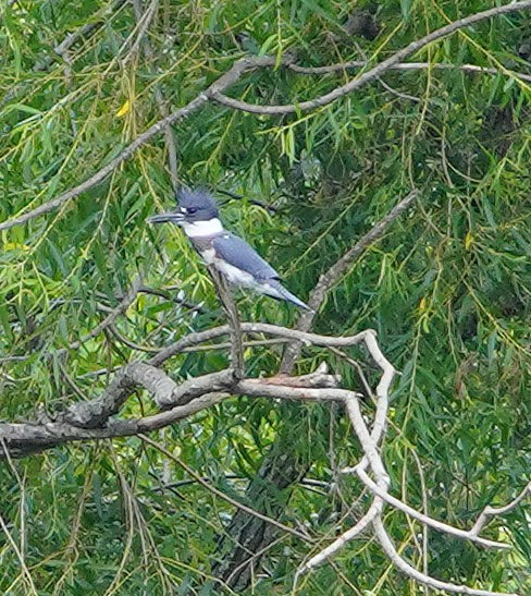 Belted Kingfisher - ML252859691