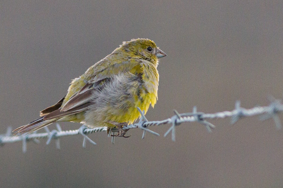 Patagonian Yellow-Finch - ML252863931