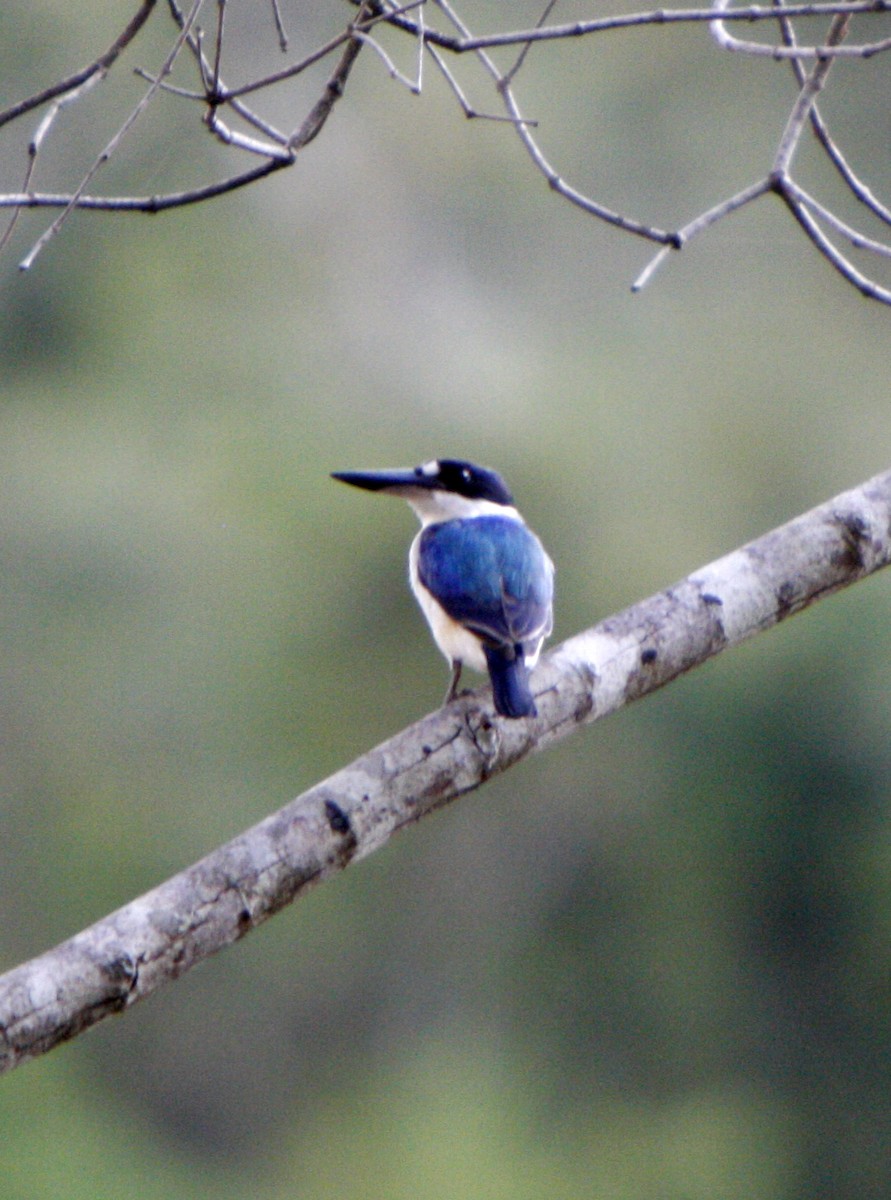Forest Kingfisher - ML252868211