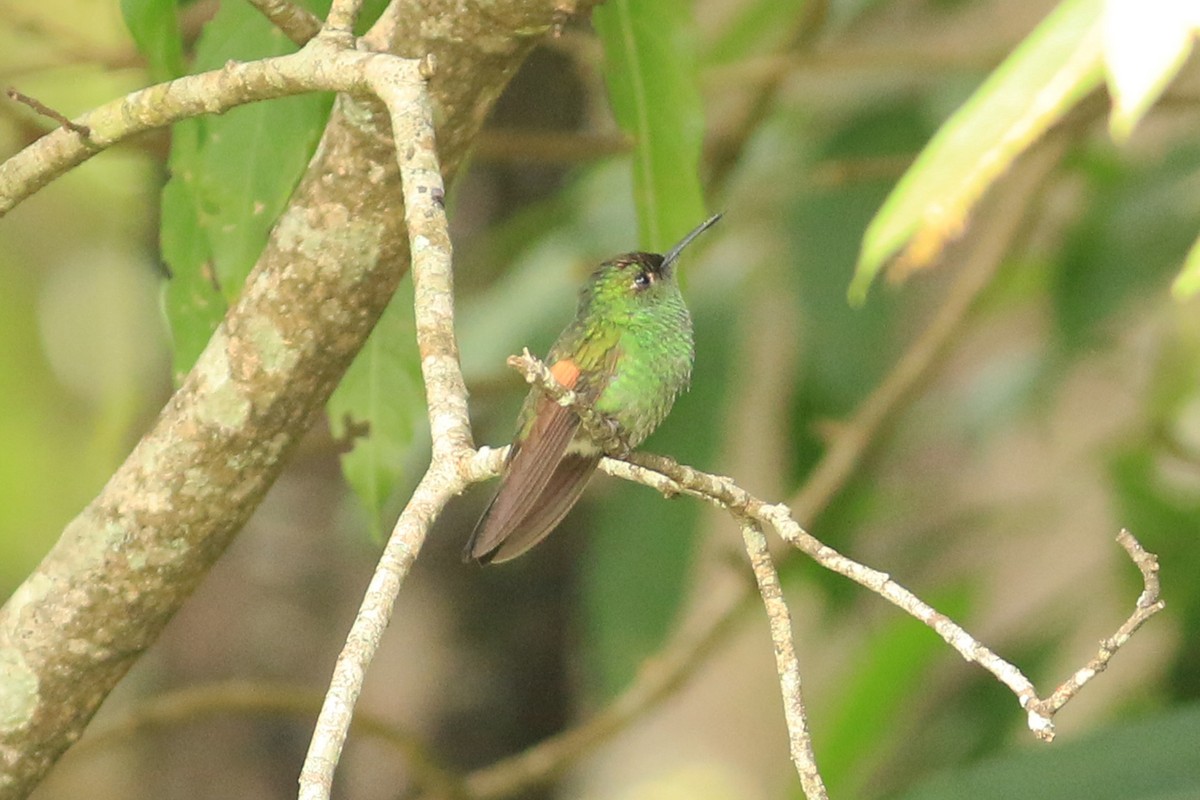 Stripe-tailed Hummingbird - ML252871761
