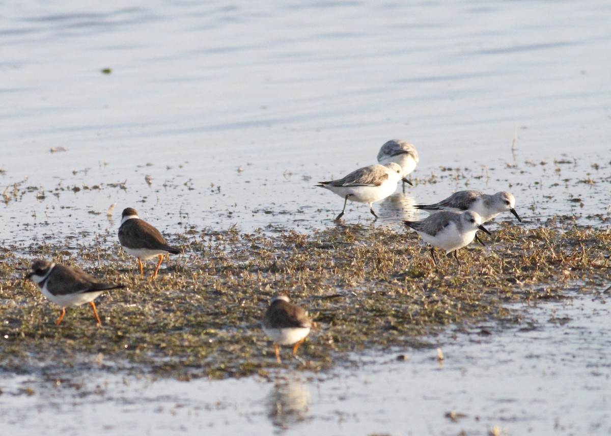 Semipalmated Plover - ML25287311
