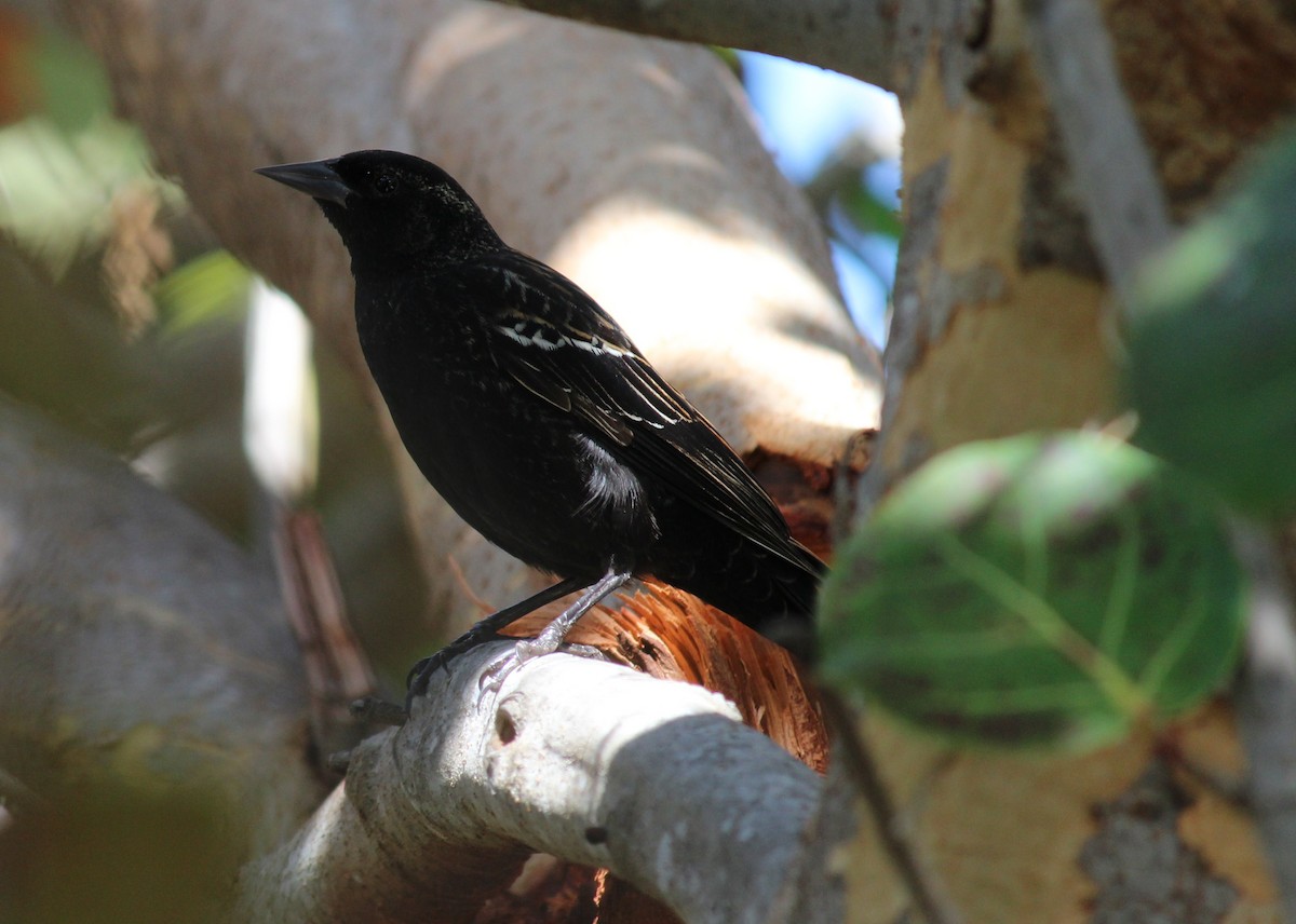 Red-winged Blackbird - John  Crosby