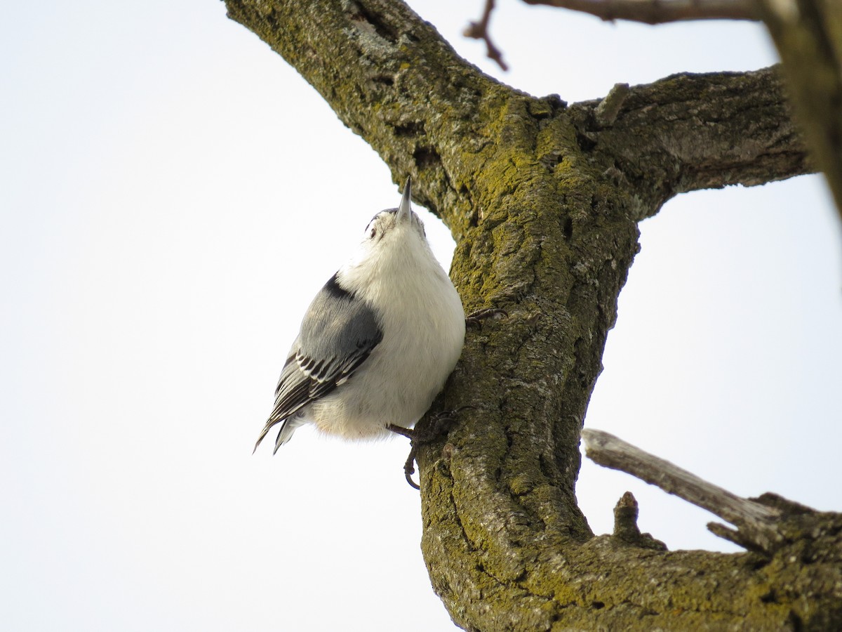 White-breasted Nuthatch - Athena Gubbe