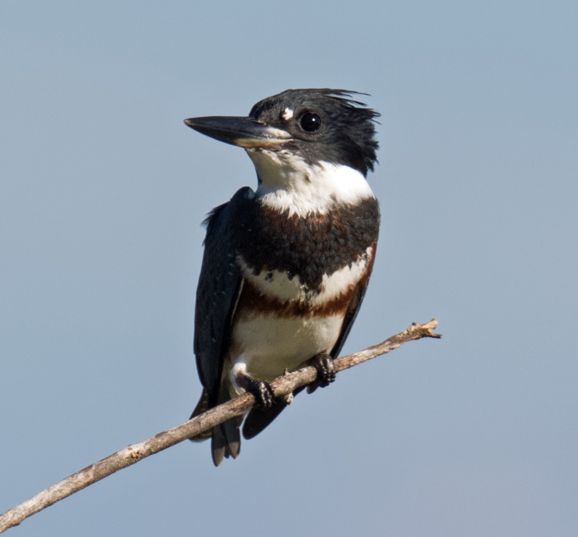 Belted Kingfisher - ML252885681