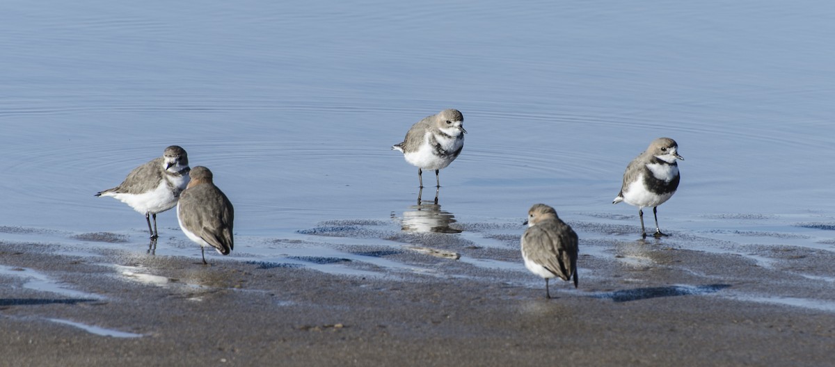 Two-banded Plover - ML252888341