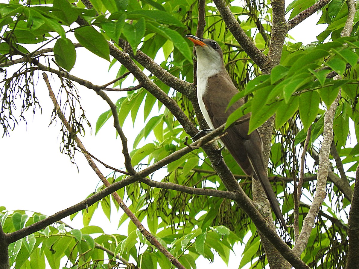 Pearly-breasted Cuckoo - ML252889931
