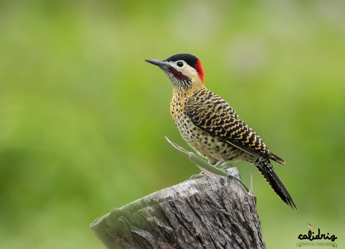 Green-barred Woodpecker - Mauricio Schmithalter