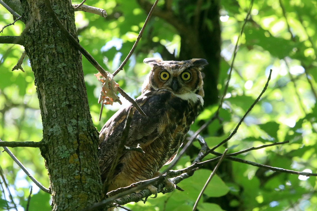 Great Horned Owl - Samuel Denault