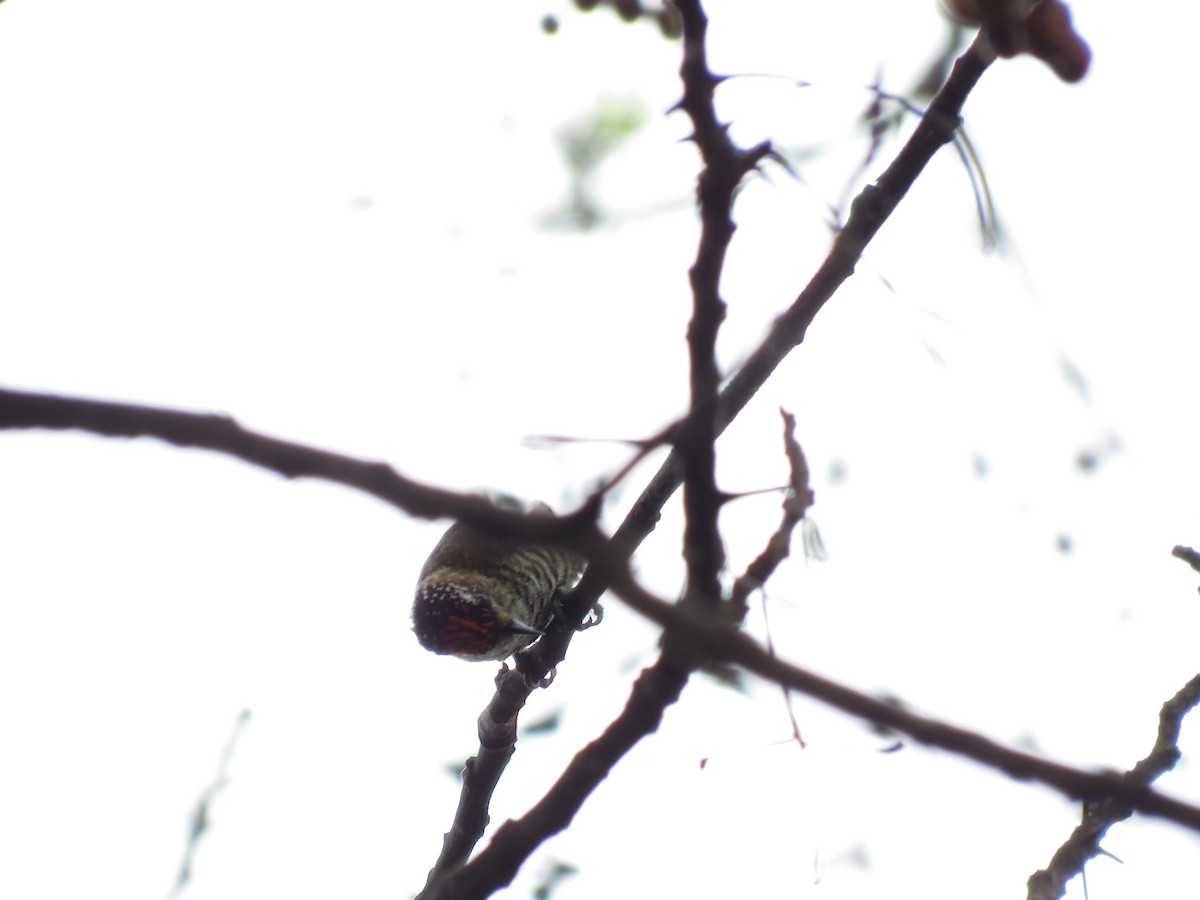White-barred Piculet - ML252920861