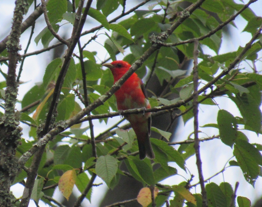 Scarlet Tanager - ML252924081