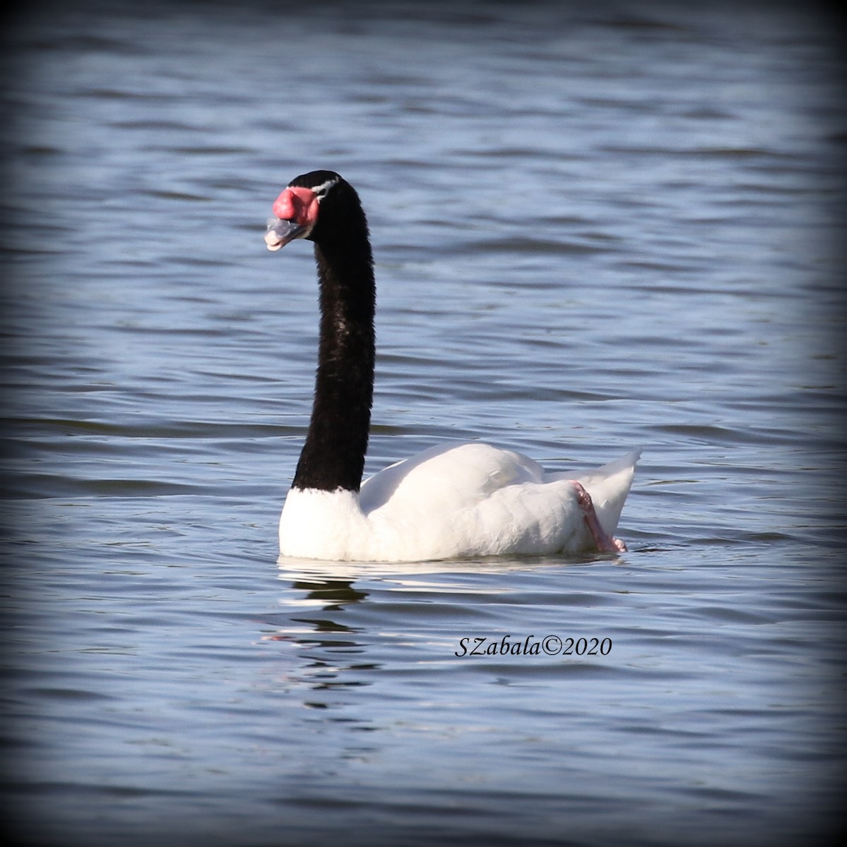 Black-necked Swan - ML252924791
