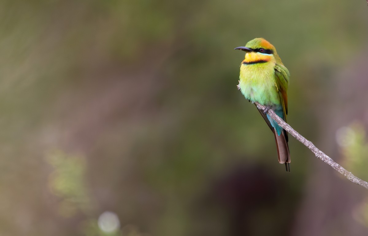 Rainbow Bee-eater - ML252925811