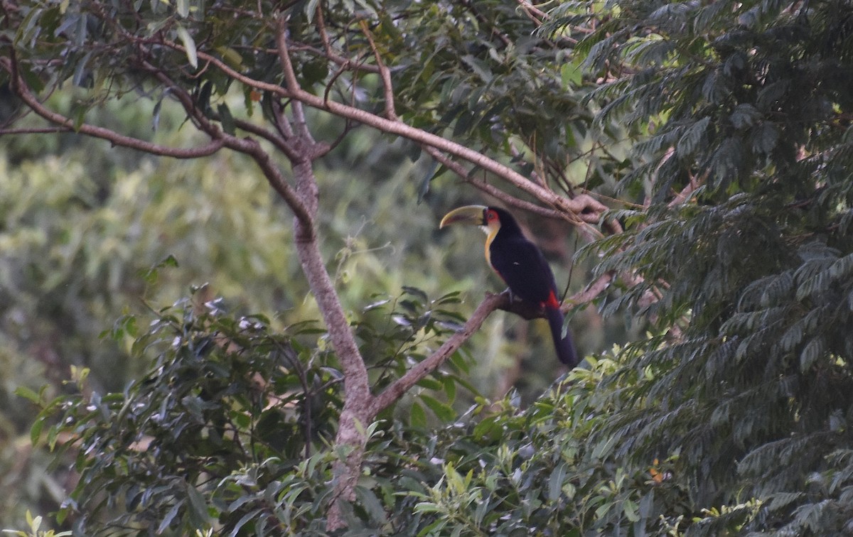 Red-breasted Toucan - ML252931711