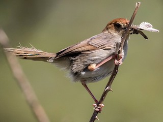 Churring Cisticola - eBird
