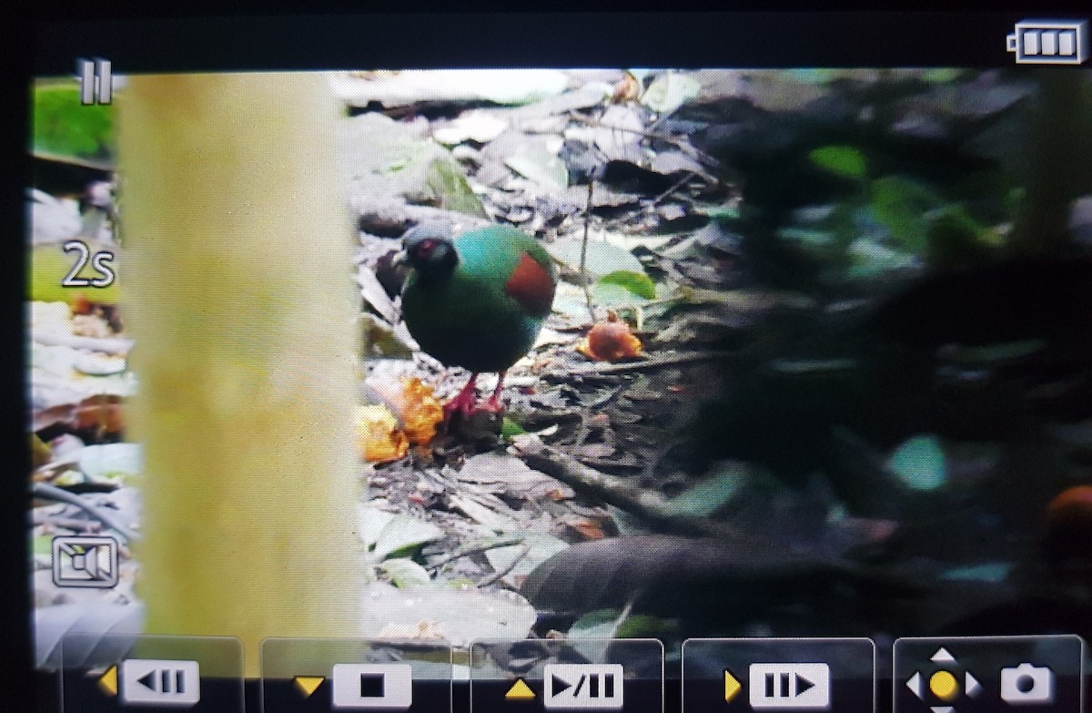 Crested Partridge - ML252940351