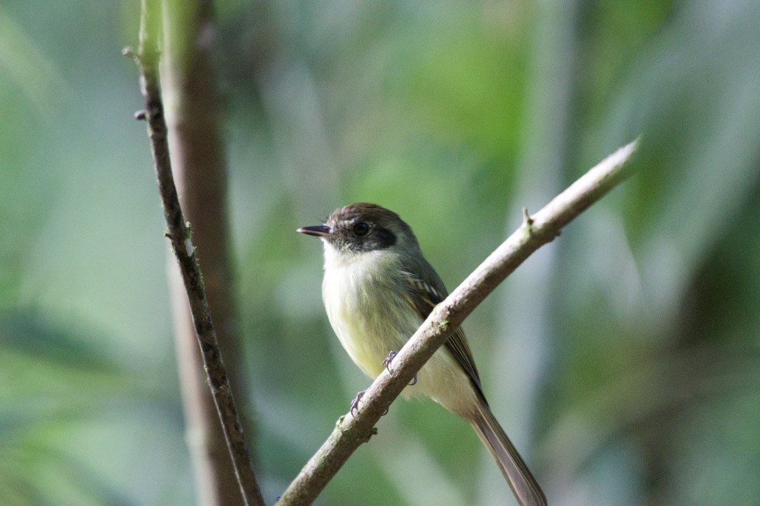 Sepia-capped Flycatcher - ML252941251