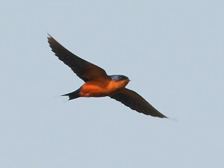  - Black-and-rufous Swallow