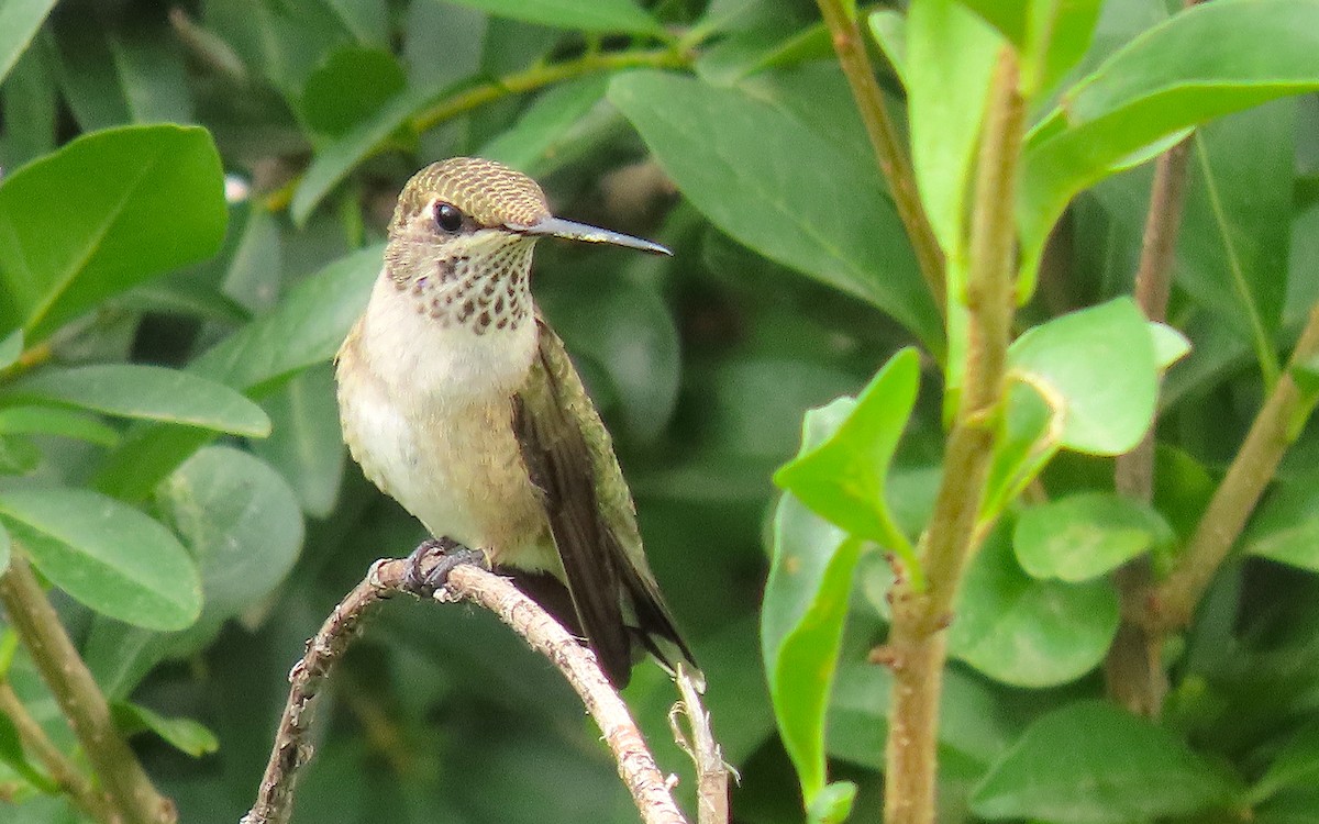 Broad-tailed Hummingbird - Ted Floyd