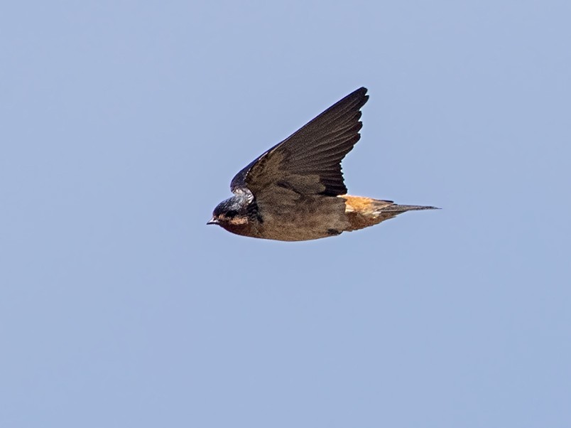 Red-throated Swallow - Niall D Perrins