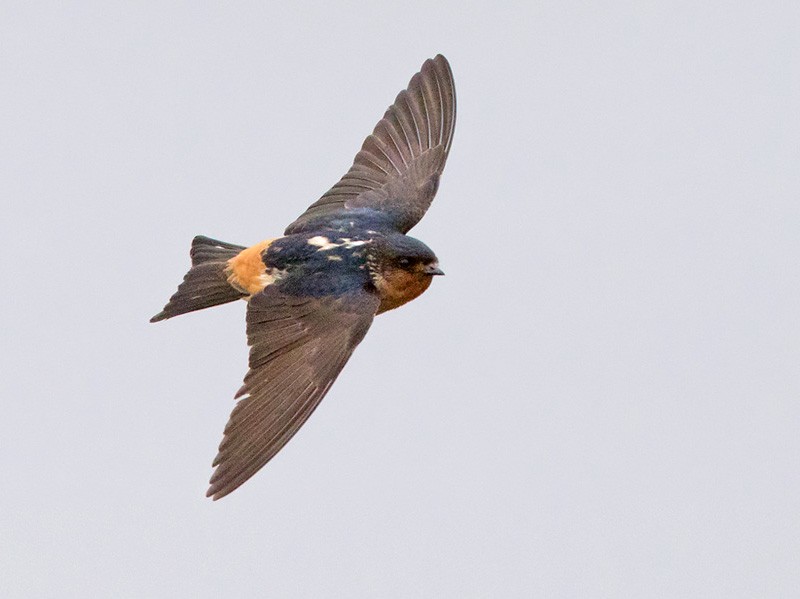 Red-throated Swallow - Lars Petersson