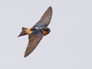  - Red-throated Swallow