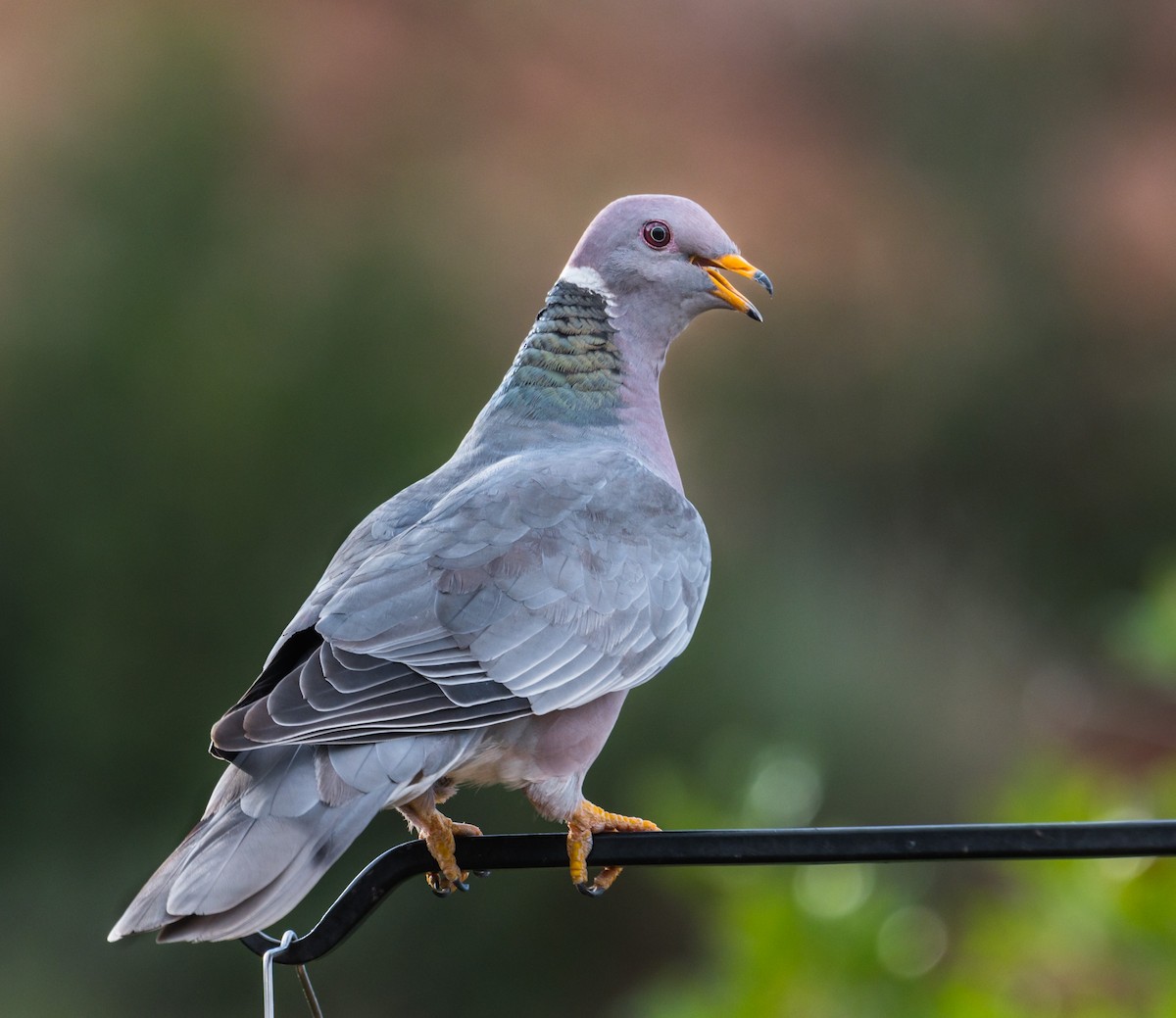 Band-tailed Pigeon - ML252954171