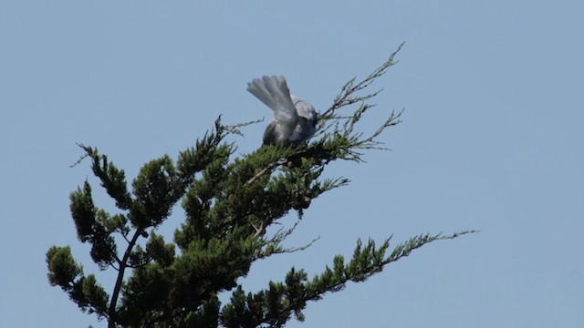 White-tailed Kite - ML252955681