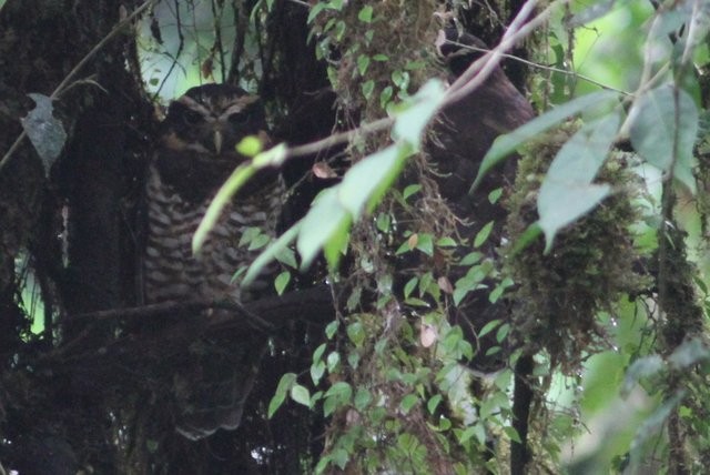 Band-bellied Owl - ML25295691