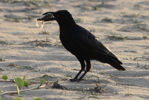 Large-billed Crow - hemraj duraiswami