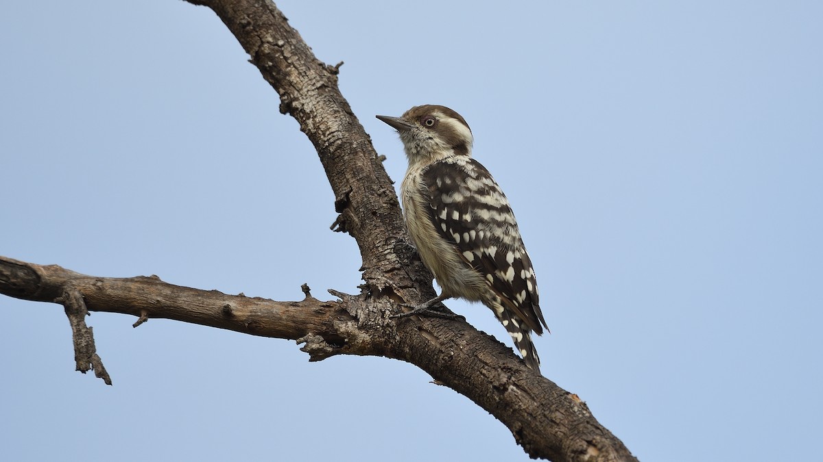 Brown-capped Pygmy Woodpecker - Sanjay Malik