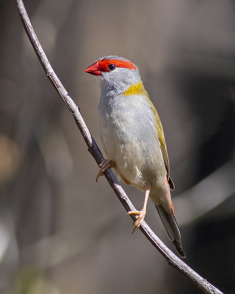 Red-browed Firetail - ML252964591