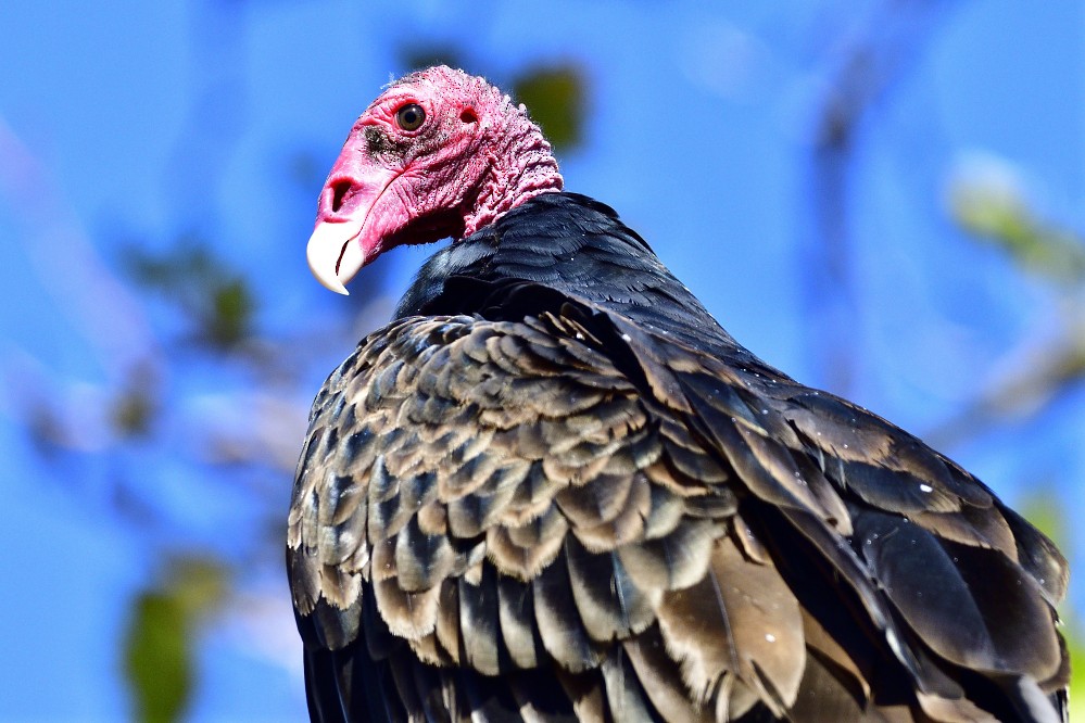 Turkey Vulture - ML252964751