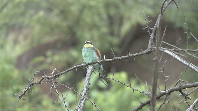European Bee-eater - ML252968331