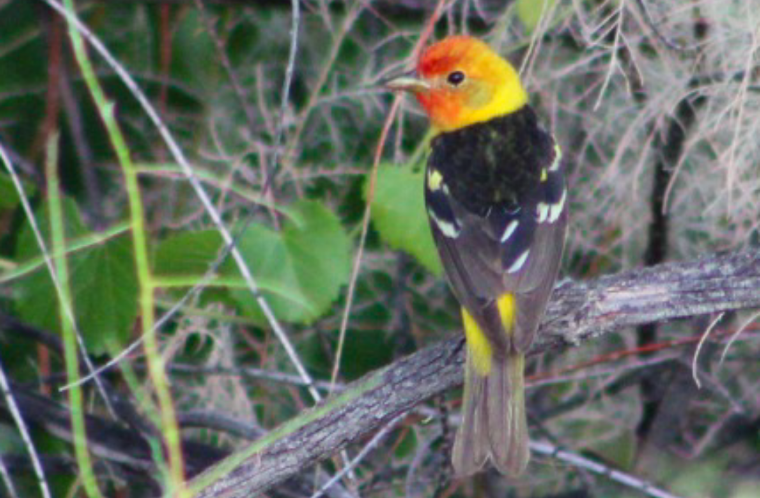 Western Tanager - ML252968551