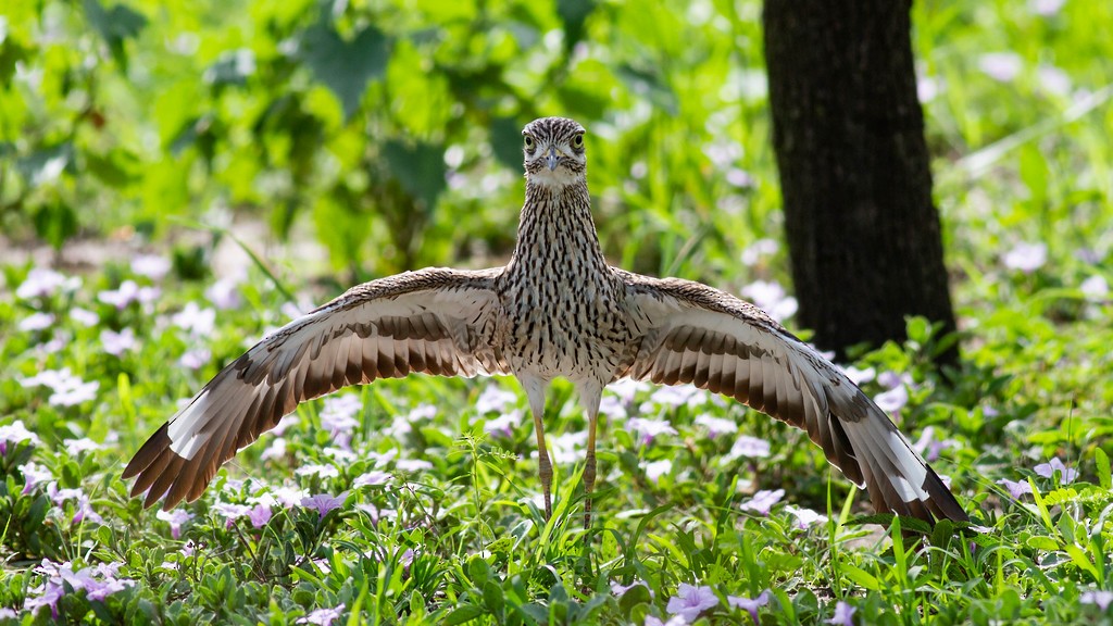 Spotted Thick-knee - ML252979571