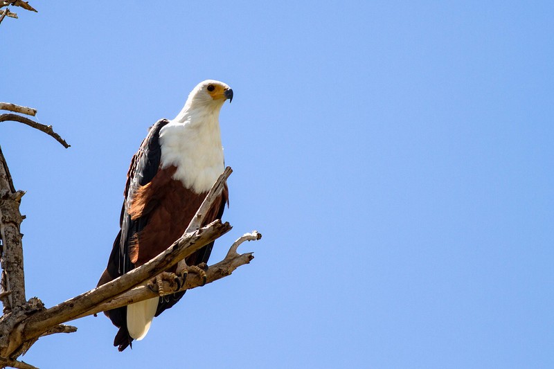 African Fish-Eagle - ML252983221