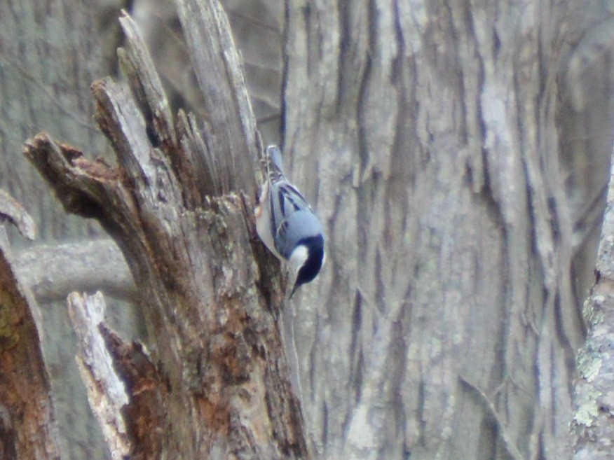 White-breasted Nuthatch - Jared Church