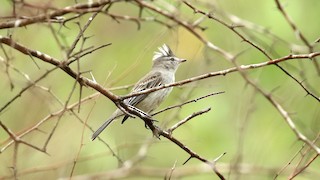  - Gray-and-white Tyrannulet