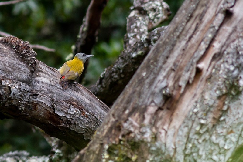 Olive Woodpecker (Montane) - eBird