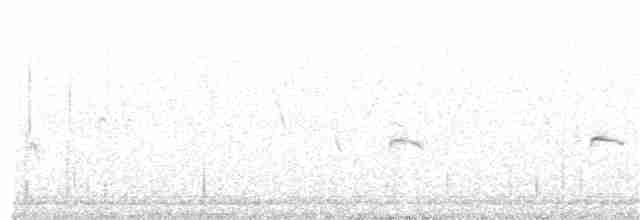 australlerke (javanica gr.) - ML252988841