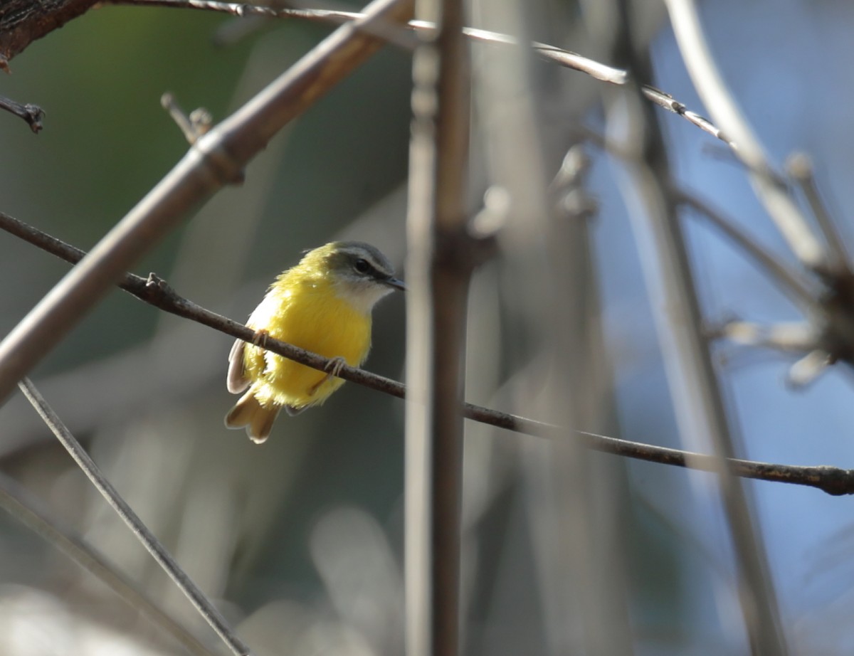 Yellow-bellied Warbler - Amit Bandekar