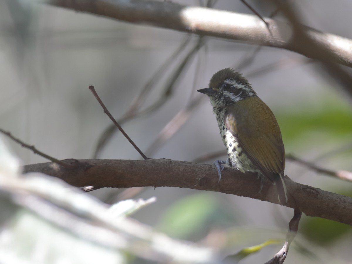 Speckled Piculet - ML252989461