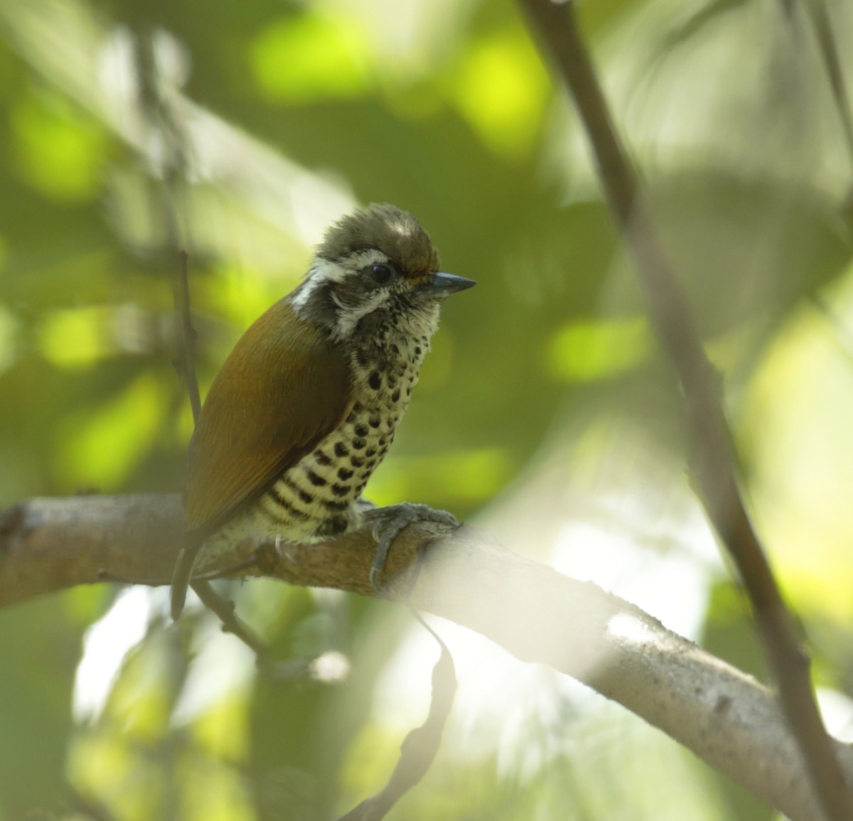 Speckled Piculet - ML252989491