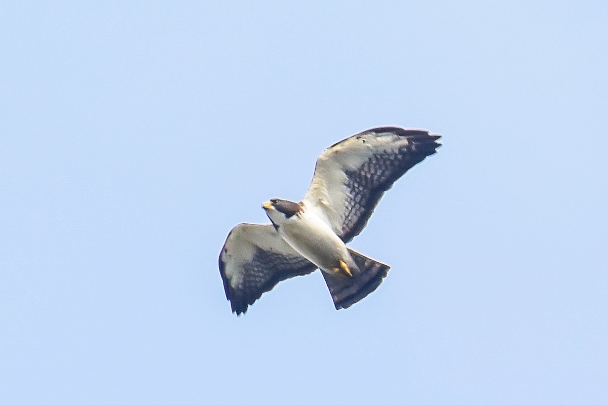 Short-tailed Hawk - Giuseppe Citino