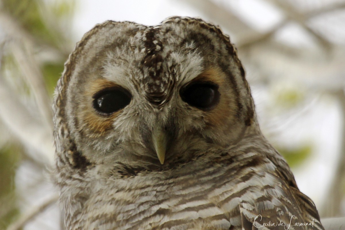 Rufous-legged Owl - ML253001681