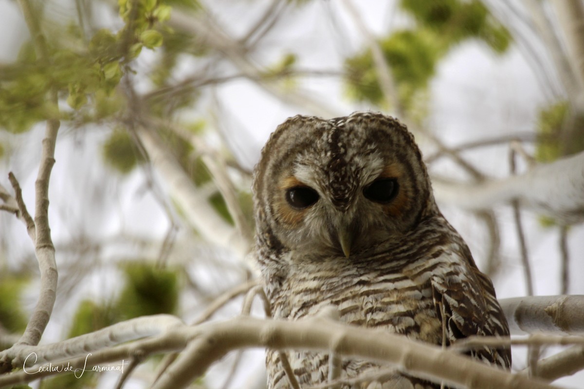 Rufous-legged Owl - ML253001751