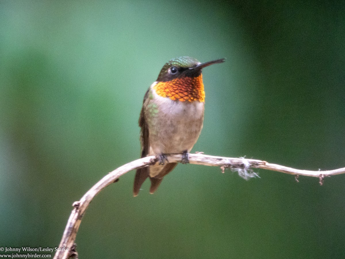 Ruby-throated Hummingbird - ML253009241